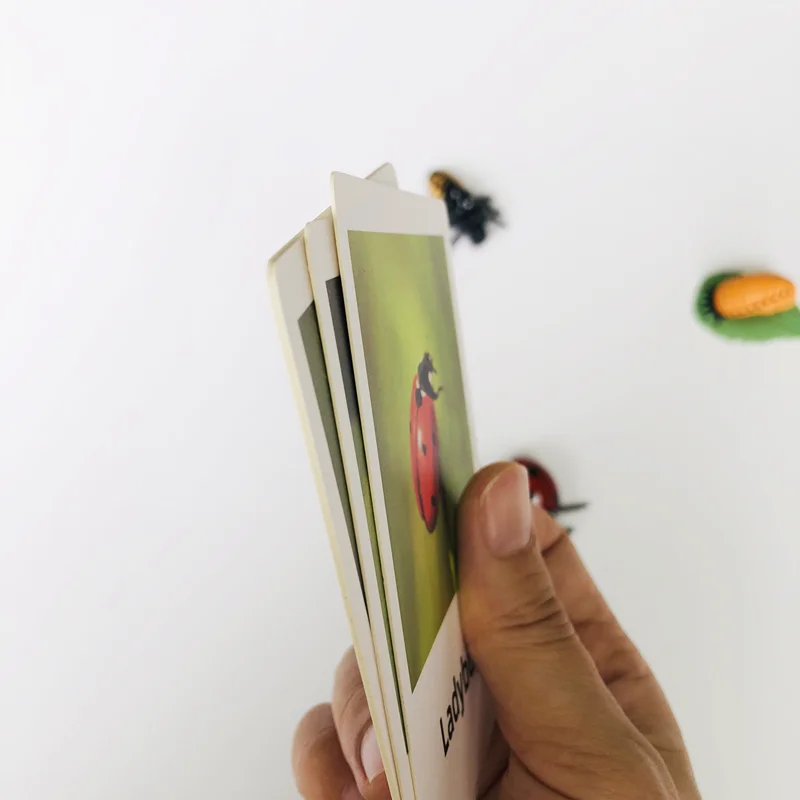 ชุดของเล่นการเรียนรู้ชีวิตวงจรของเต่าทองพร้อมการ์ดฝึกทักษะการเรียนรู้และรูปแบบต่างๆ วัสดุชิ้นงานชีววิทยาแบบมอนเตสซอรี่ เกมการศึกษาสำหรับเด็ก