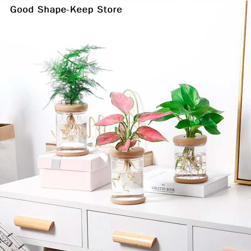dailyLazy Transparent Flowerpot Hydroponic Automatic Water Absorption FlowerpotDaily products