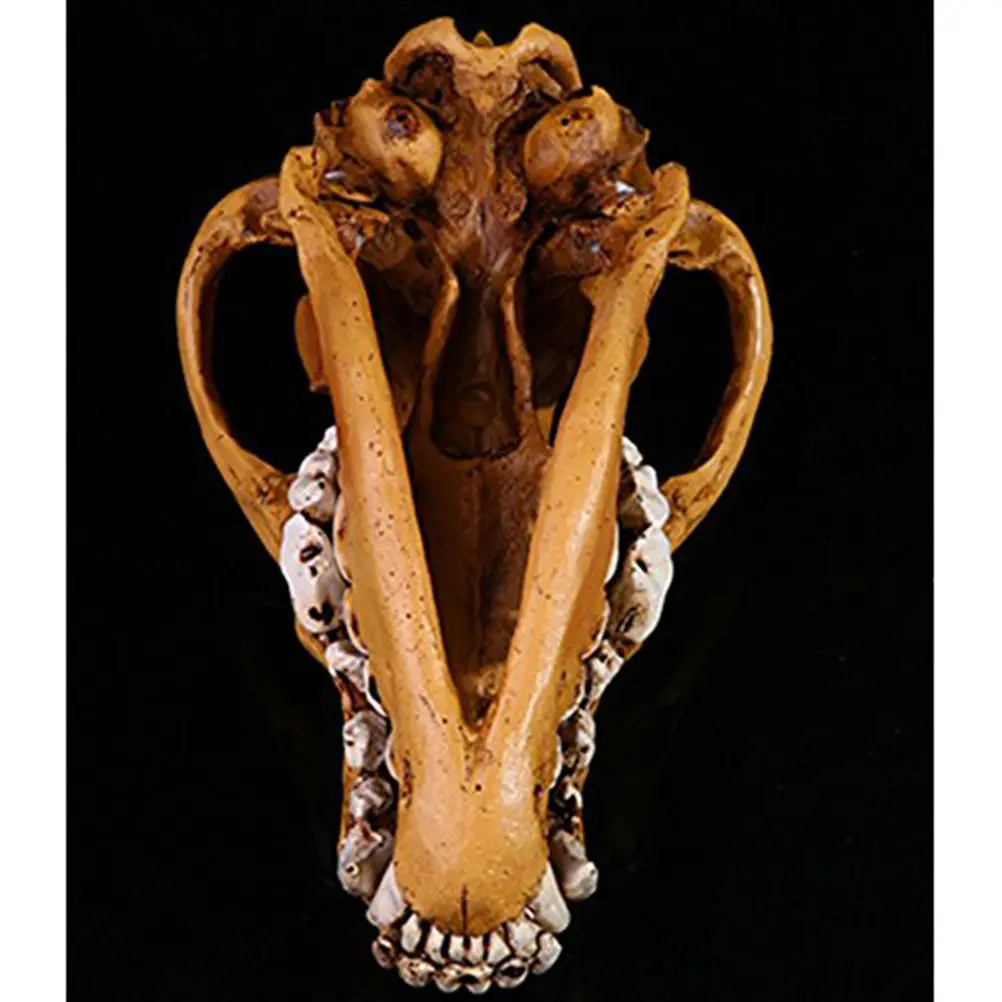 Cráneo de Lobo Hecho de Resina de Poliuretano con Peso Similar al de Hueso Real para Educación, Decoración de Bares