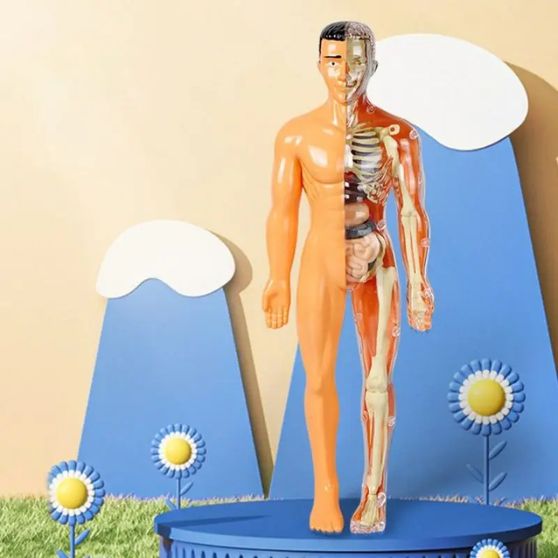 3d Human Body Torso Model For Kid Anatomy Model Skeleton Model Skeleton Construction Model Diy  Body  Organ Assembly Model