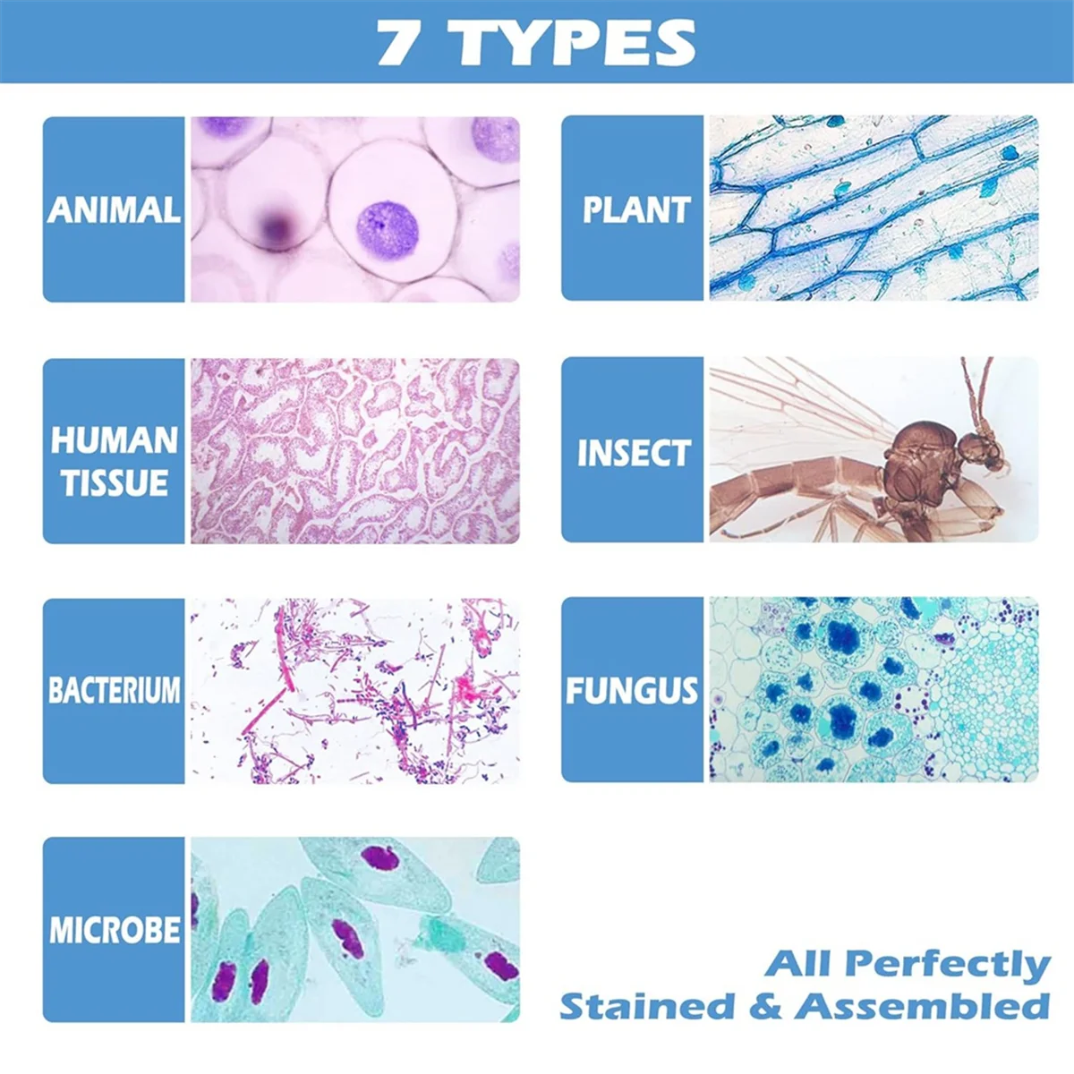 

AA25 200 Packs Microscope Slides, 100 Plants & 100 Animal Tissues Includes Labels and Case for Biological Science Education