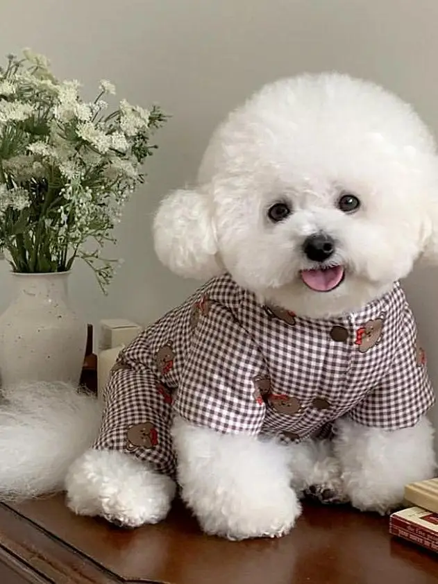 thiened-綿ペット服小型犬用暖かい四足犬服テディビションポメラニアン冬秋ユニバーサル