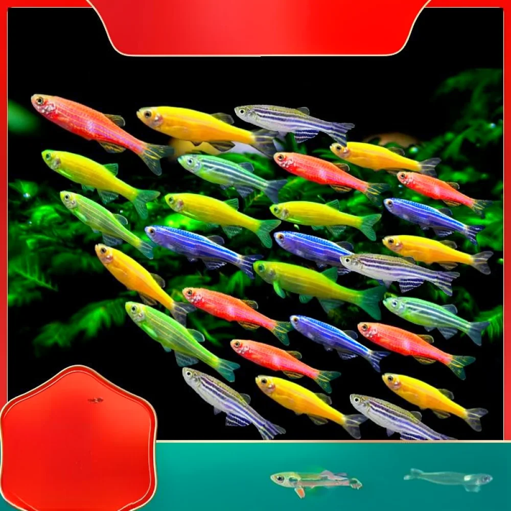 Vibrant Ornamental Zebra Fish - Aquarium Fish Variety 评论和价格