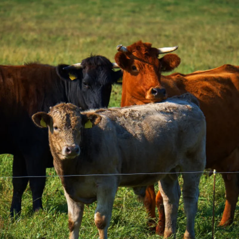 

New Claw 66*26mm Mud Terrain 1.3" Wheel Tires Set for 1/18 TRX-4M RC Crawler Car