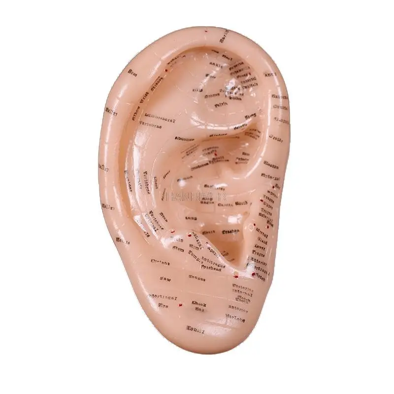 17cm Ear Acupuncture Point Model Vaccaria Seeds Acupoint Soft Rubber English Characters with User Guide