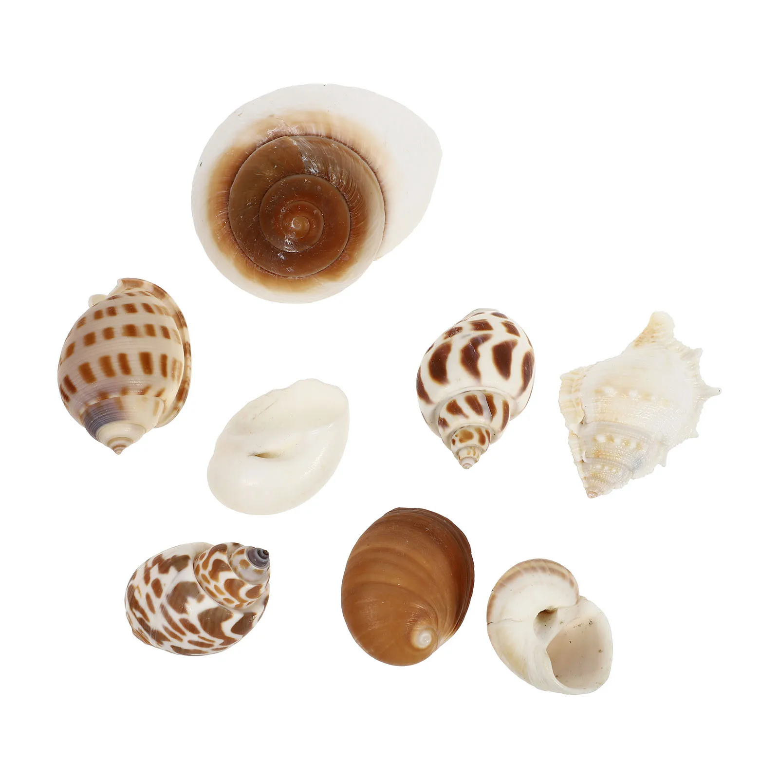 

8Pcs Natural Seashell Conch Fish Tank Decorations Unique Landscape Ornament for Aquarium Freshwater Saltwater Micro Landscaping