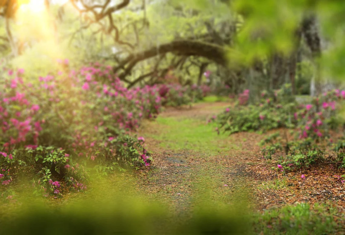 

Fairy tale Forest Layered Sunlight Forest Flowers Bokeh backdrops computer print wedding Photography Studio Backgrounds