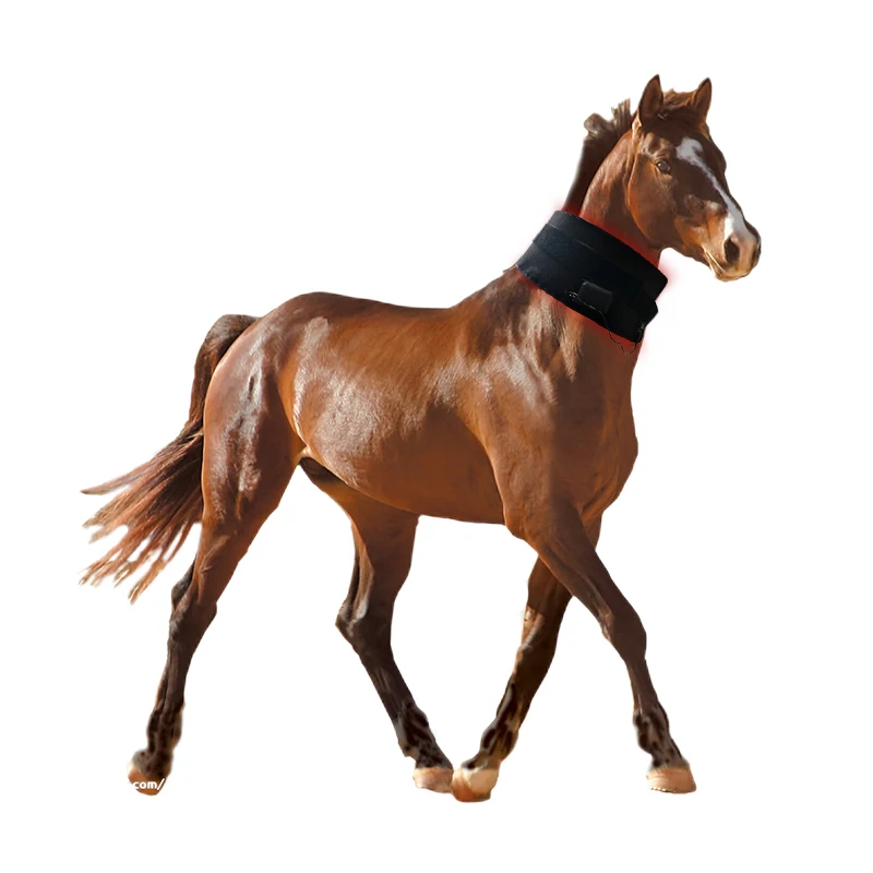 Near Infrared Red Light Therapy Pad Head Health Care 660mm 850mm Red Therapy Device for Horses