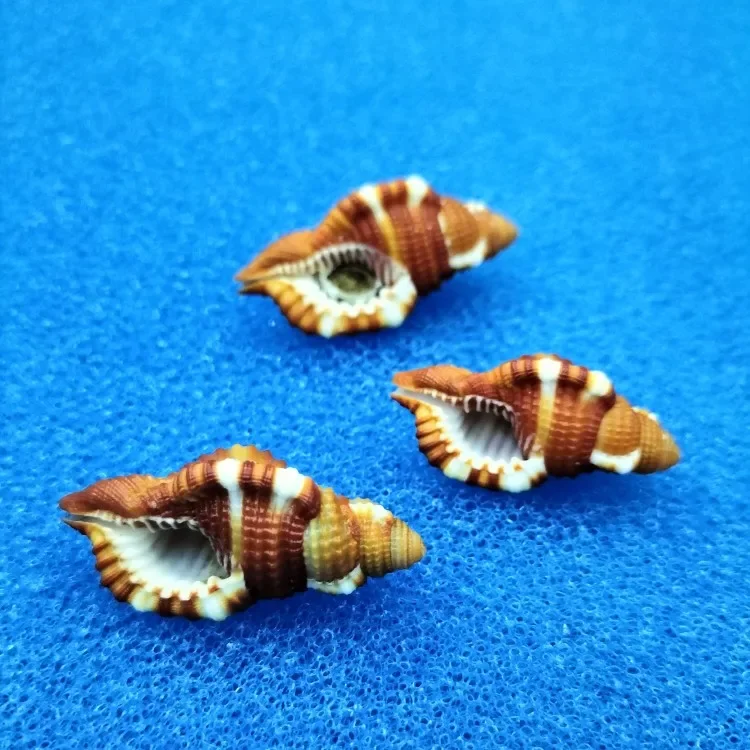 

Натуральная раковина, ракушка, редкая морская ракушка, ракушка-отшельник, сменные аксессуары, украшение для аквариума, ремесло, декор океана