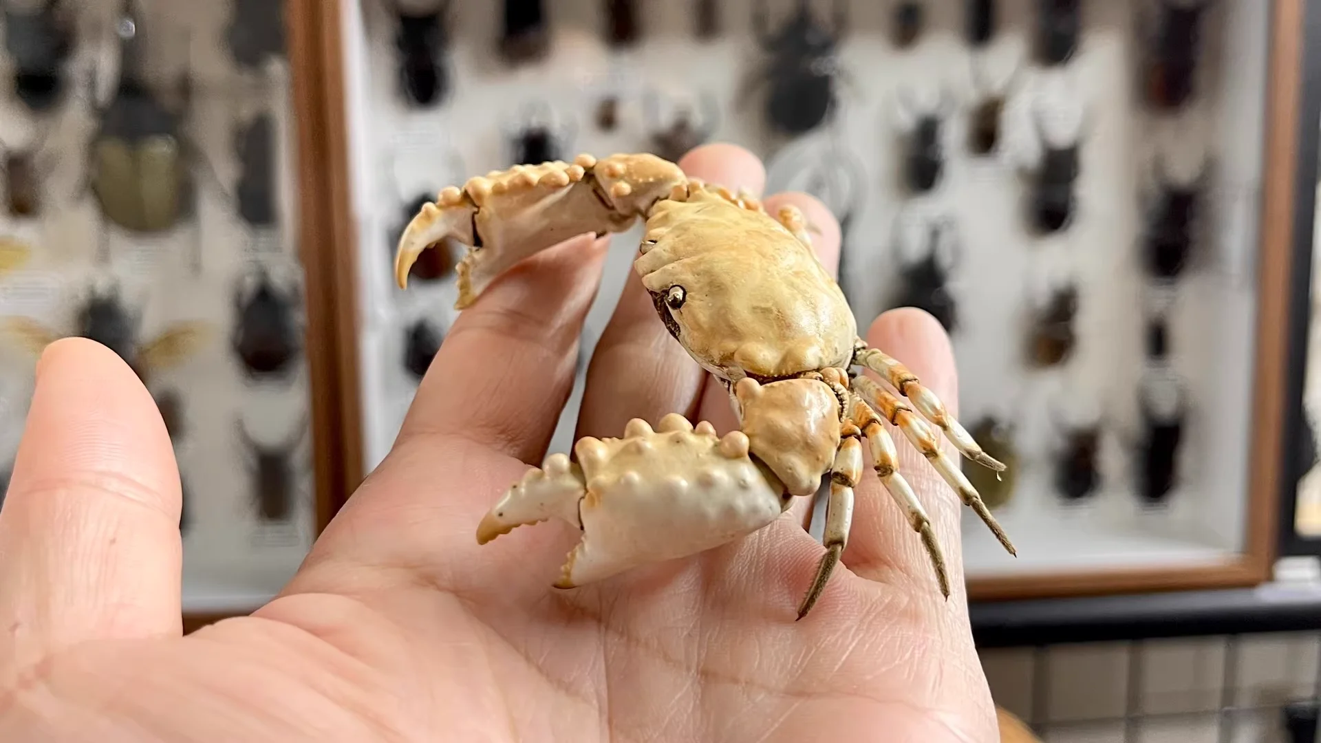 

Halimede Ochtodes Real Crab Specimen Special Handicrafts Collectors Home Decor Ornament Desk Decoration Customized