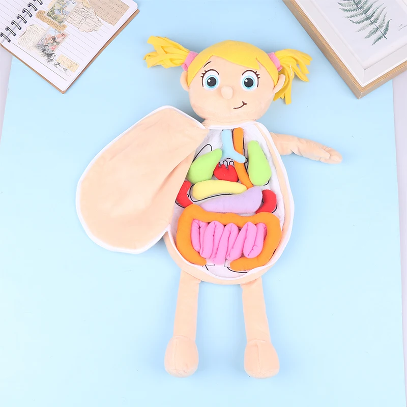 

Kid Montessori Toys 3D Puzzle Human Body Anatomy Doll Body Organ Teaching Aids Human Body Anatomy Plush Toy