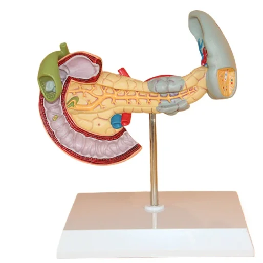 

Pancreatic and gallbladder model Pancreatic splenic model Duodenal model