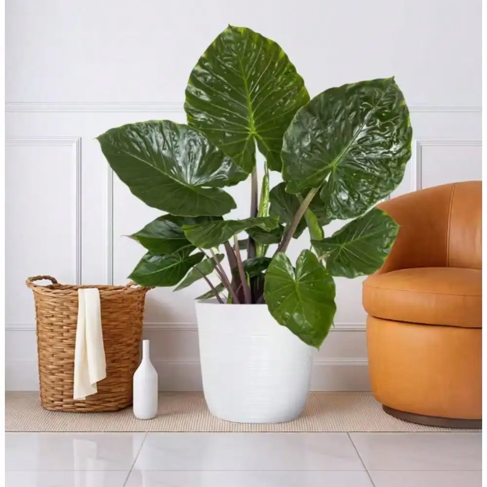 12 بوصة. نبات Alocasia Metalhead في وعاء ديكور أبيض، نبات داخلي سهل العناية للمكاتب والأرفف وديكور المنزل أو المكتب #1