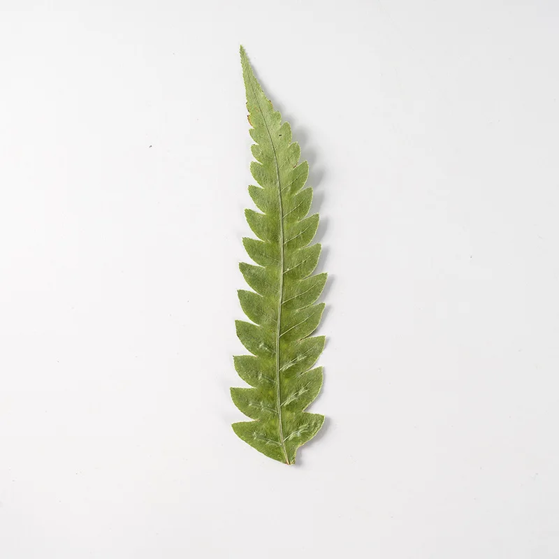 Pressed Dried Pteris cretica L Leaf Flower Herbarium For Jewelry Postcard Bookmark Frame Phone Case Face Makeup Lamp Card DIY