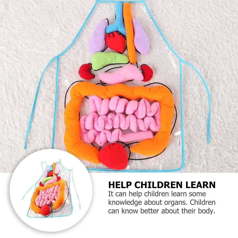 1 conjunto de avental educacional para gans humanos, ferramenta de ensino para crianças, modelo de anatomia corporal, material de poliéster, blocos técnicos de construção