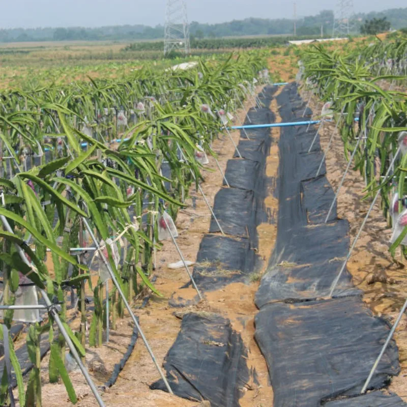 2025ทอผ้าควบคุมวัชพืชกระดาษคลุมพลาสติกการเกษตรหรือสวน