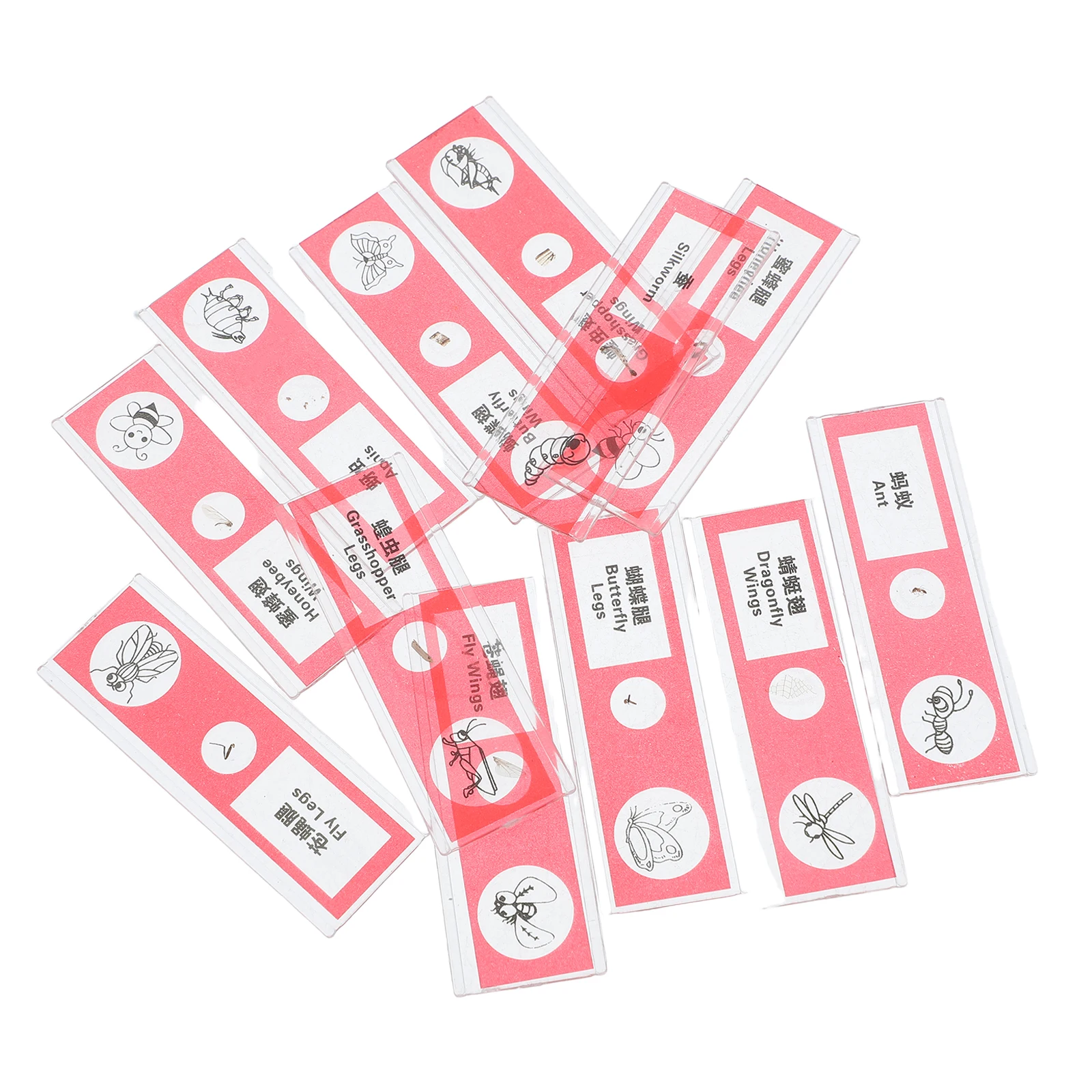 

12pcs Prepared Microscope Slides Biological Samples Kids Tray Assortment Plant Insect Cell Specimen Lab Teaching Equipment