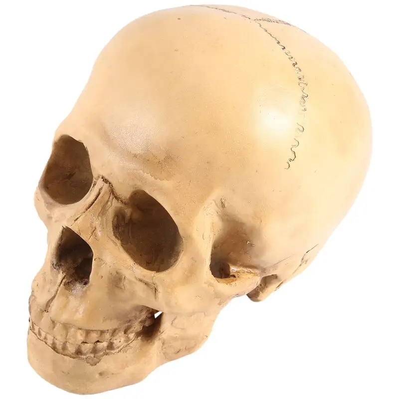 M12K-Model 1: 1 Resin Human Skull Anatomical Teaching Decoration Yellow
