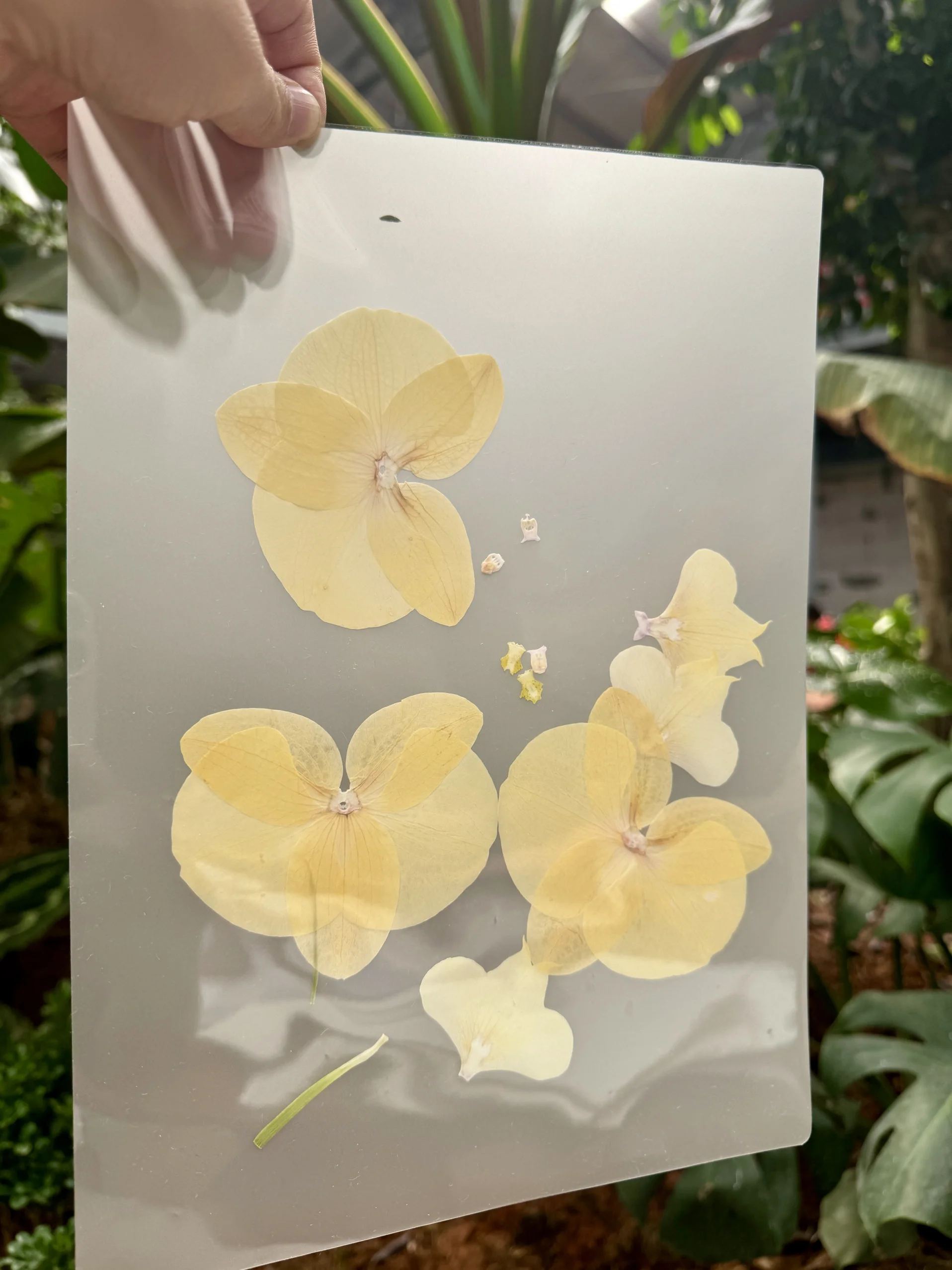 Dried Orchid Petals Pred Flower Material DIY eeting Card  Orchid Real Flower Ele Dr Hair Clip Material