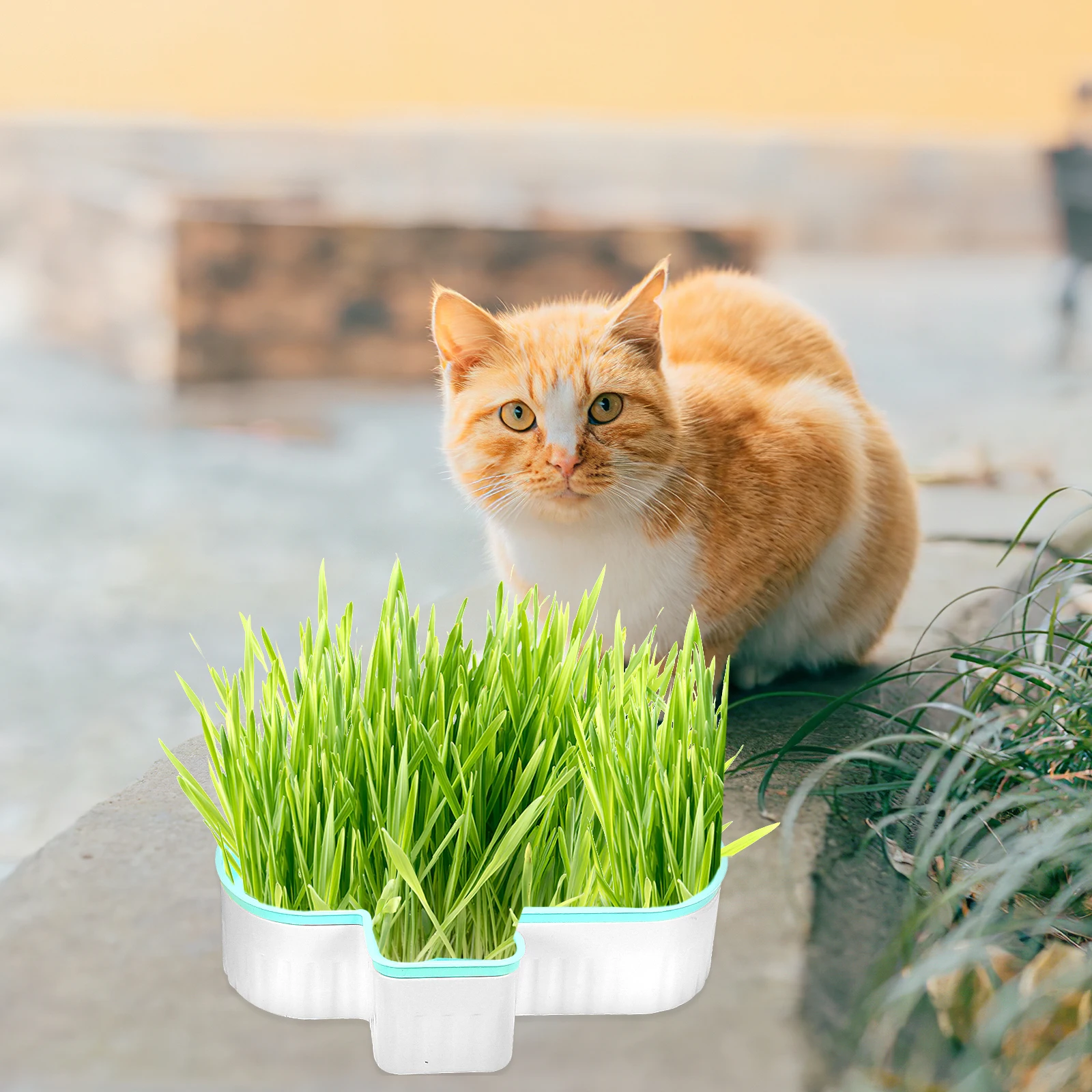 

3 Pcs Nursery Tray Hydroponic Cat Grass Box Soilless Cats Growing Pot Planting Planter