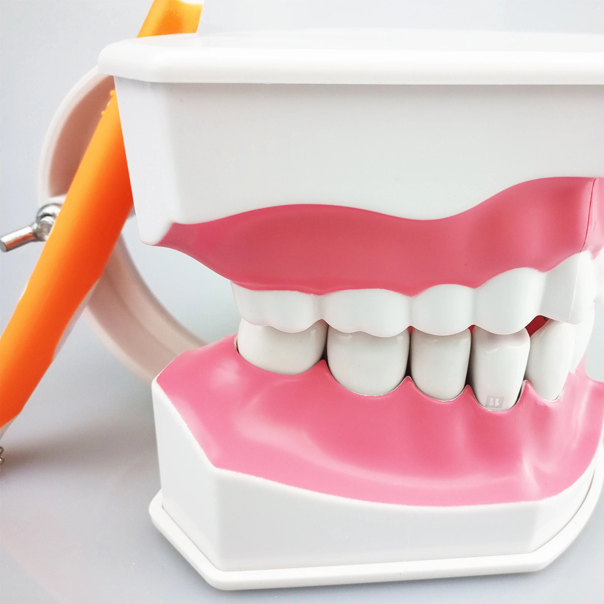 1 pc Dental Teeth Model with Toothbrush with Removable Teeth Adult Teeth Model Brush Standard Teaching Education Model Tools