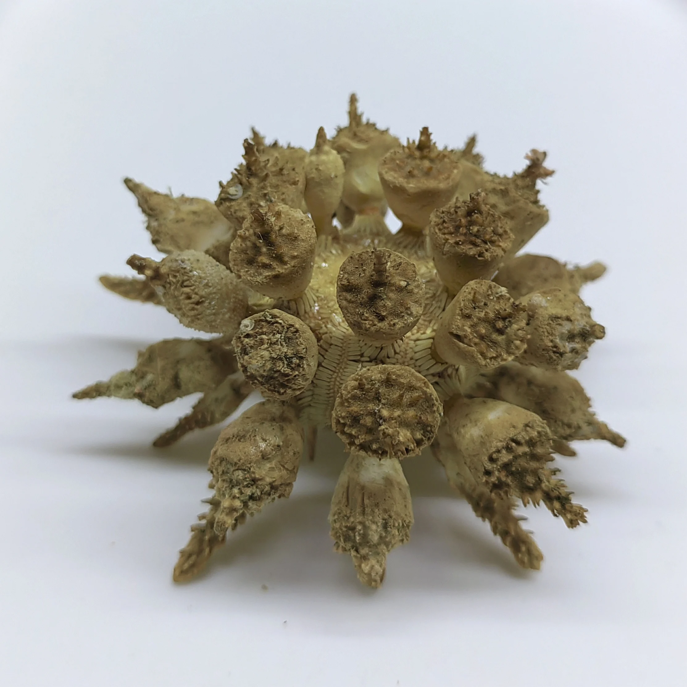 

Natural Conch Original Ecology Sea Urchin Shell Rare Specimen Creative Home Decoration Collect Material Beach Decor Sea Shells