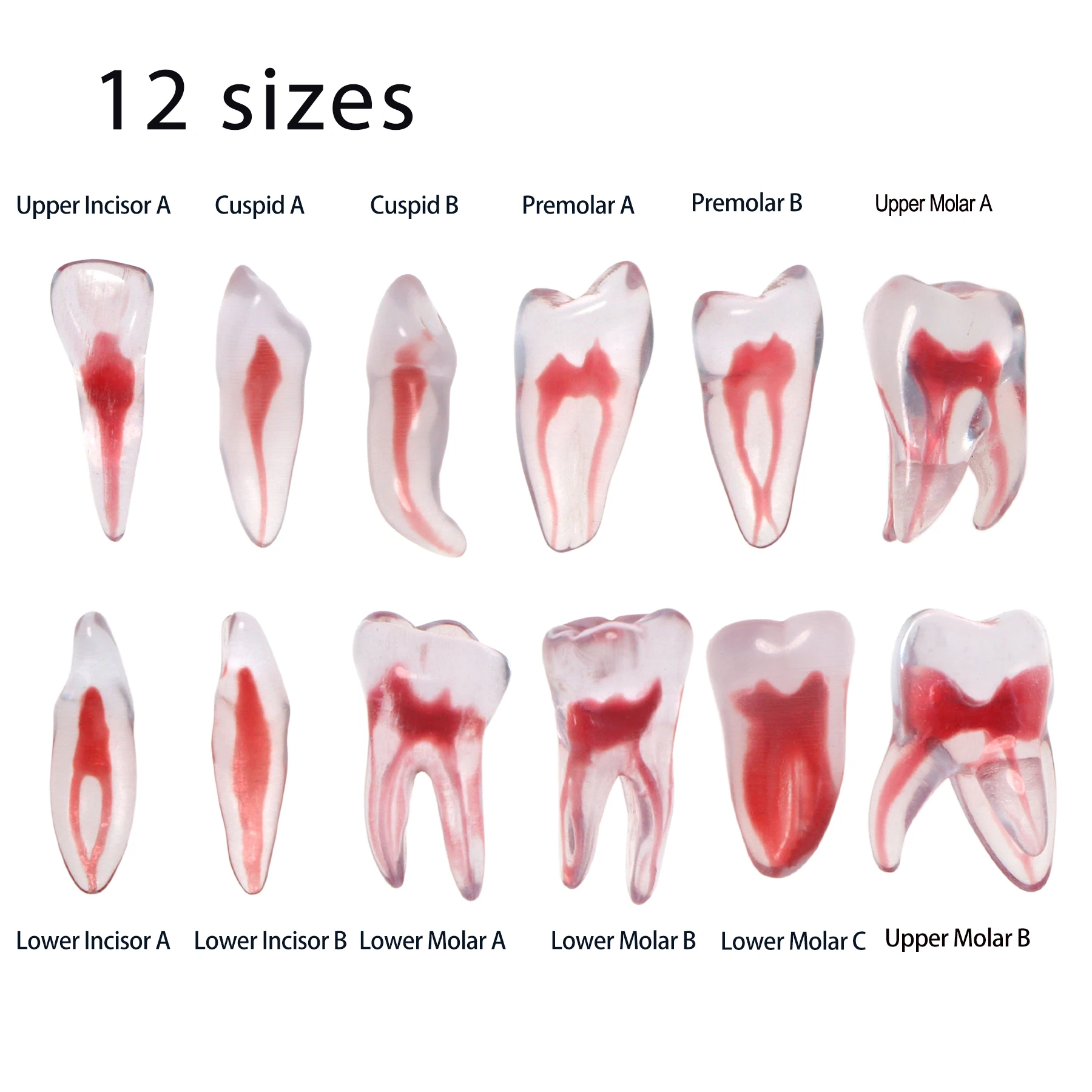 Dental Training 3D RCT Endo Tooth Model Practice Model Curved Root Resin Teeth 12 Pcs