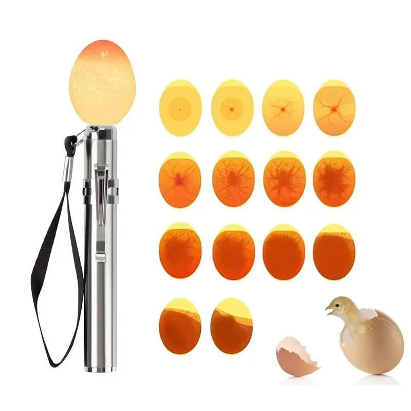 Lámpara LED Brillante para Inspección de Huevos, Probador de Huevos para Huevos de Gallina, Codorniz y Canario