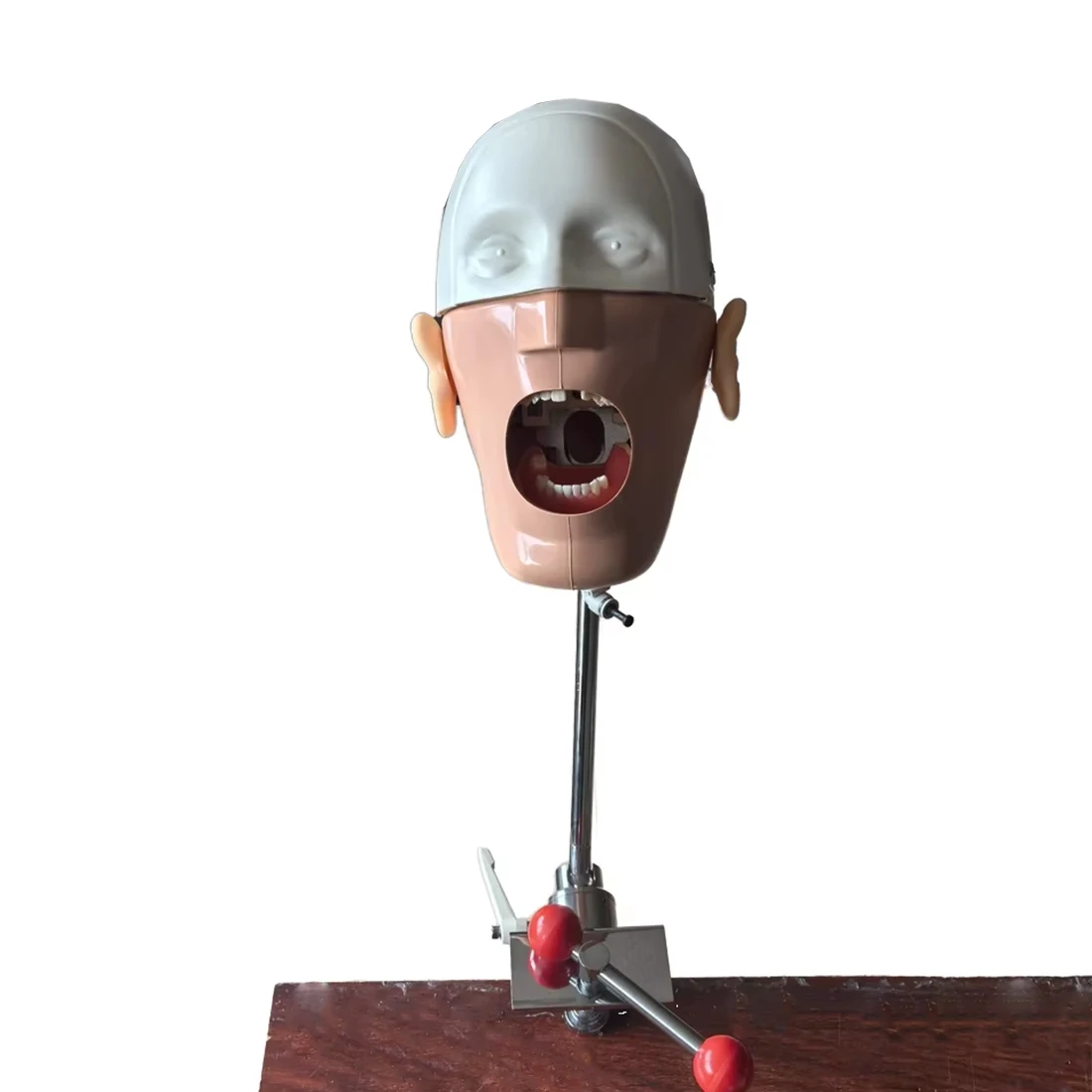 

Head Model Dental Simulator Phantom Head for Dentist Education Dentist Teaching /Simple Head Model Phantom