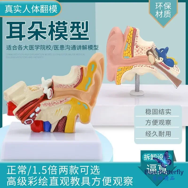 

Anatomical Model Of Human Ear, Medical Teaching Simulation Specimen Mold, Outer Ear, Middle Ear, Inner Ear 1.5 Times