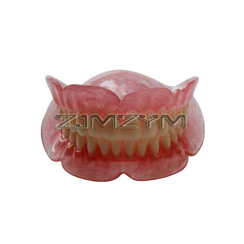 Denture Dental Teaching Model Simulation Tooth Model Preparation Practice Oral Full Denture Model Decoration