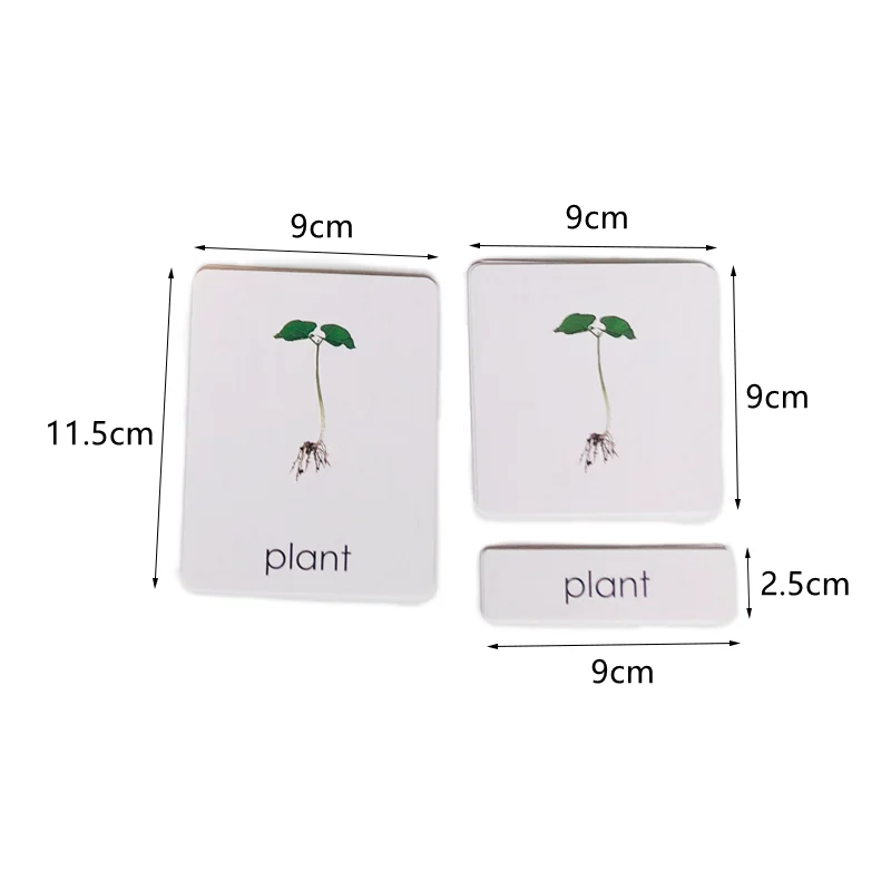 ชุดการ์ด/แบบจำลองวงจรชีวิตของพืชถั่วแบบมอนเตสซอรี่ วัสดุชิ้นงานชีววิทยา ของเล่นเสริมพัฒนาการสำหรับเด็กหญิงและเด็กชาย เกมจับคู่
