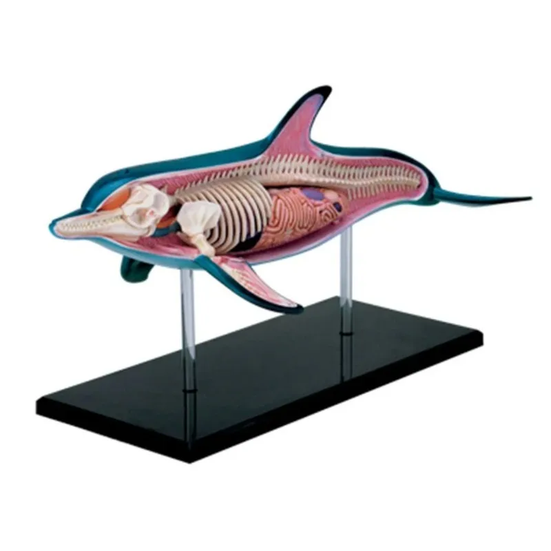 4D Vision Dolphin Organ Anatomy Model Animal Puzzle Toys for Kids and Medical Students Veterinary Teaching Model