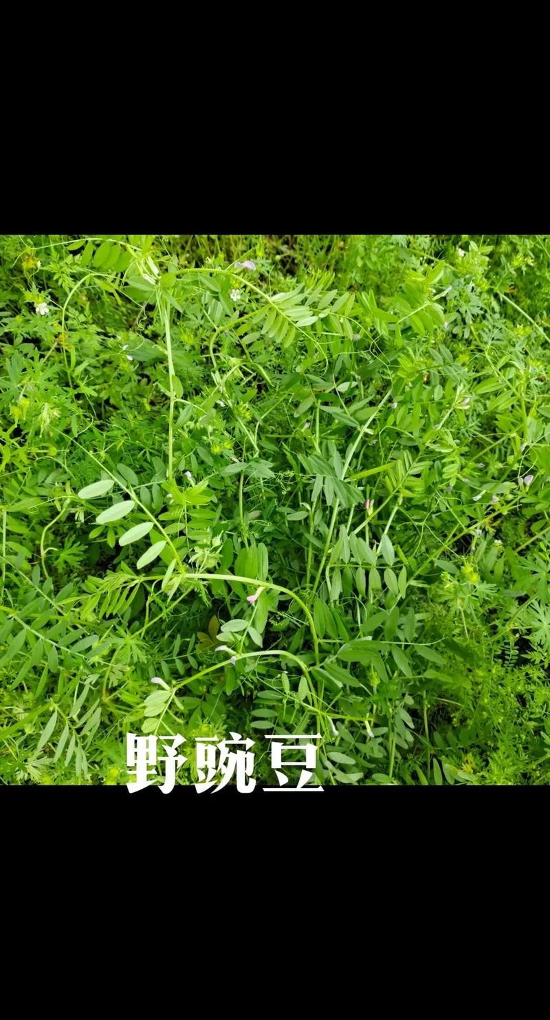 

Aluminum Alloy 1.0 Inch Beadlock Wheel Hub Rims for RC Crawler Car Axial SCX24 AX24 FCX24 1/18 TRX4M Metal Upgrade Parts