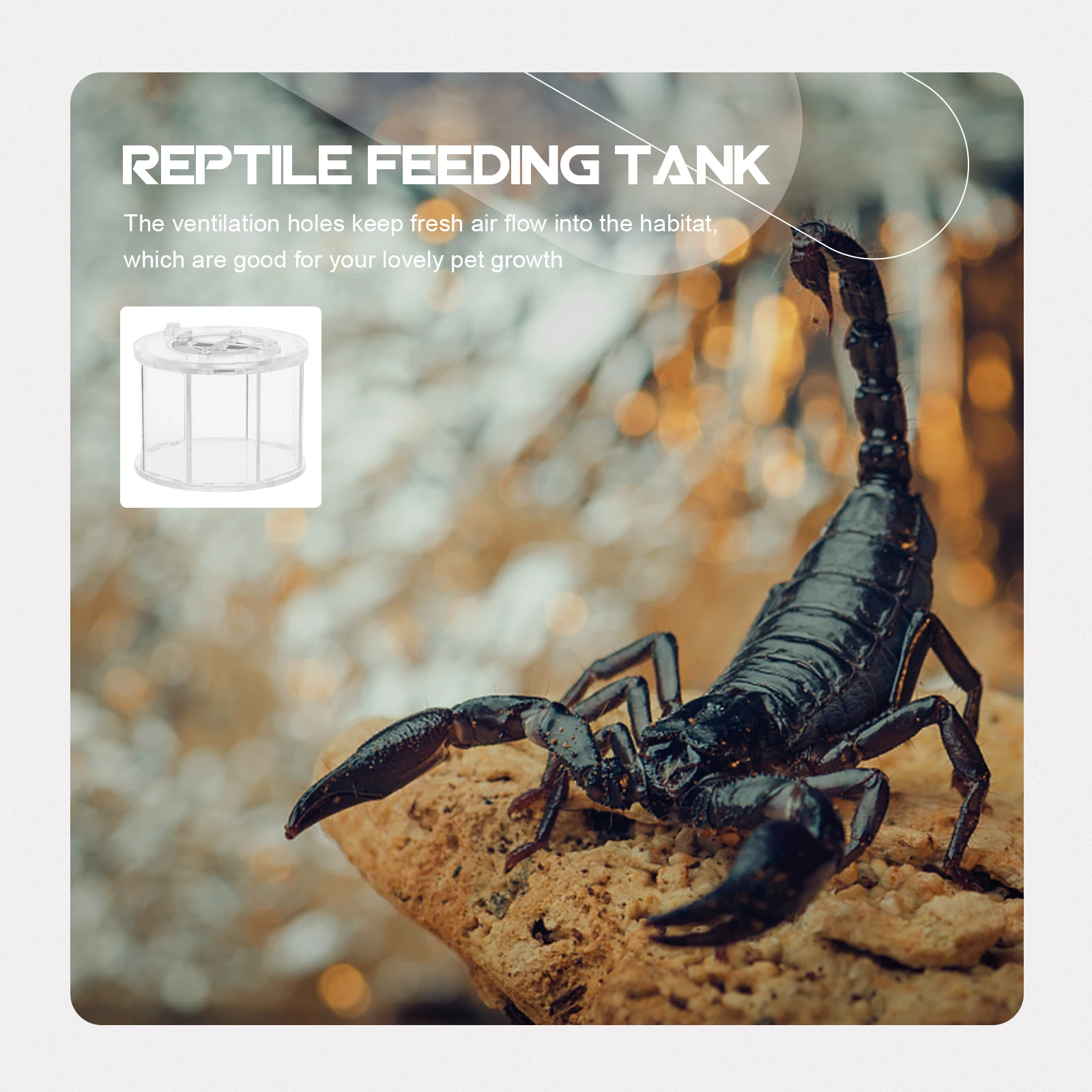 

Reptile Ornamental Box Acrylic Transparent Terrarium Breeding Cage Gecko Snake Spider Container Durable for Small