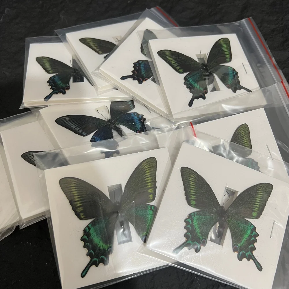 6-100 pcs natural Real Butterflies Specimen (Small Papilio maackii）