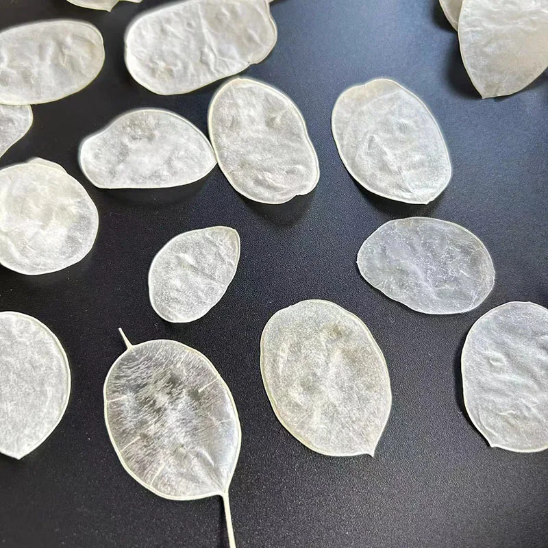 

100pcs Pressed Dried Lunaria annua Leaf Flower Herbarium For Resin Epoxy Jewelry Card Bookmark Frame Phone Case Makeup Lamp