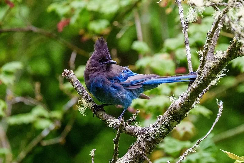 

Гибкая светодиодная лента Flywoo (2,7 мм × 1 м) + 3,3 В BEC — готовый к дрона FPV своими руками