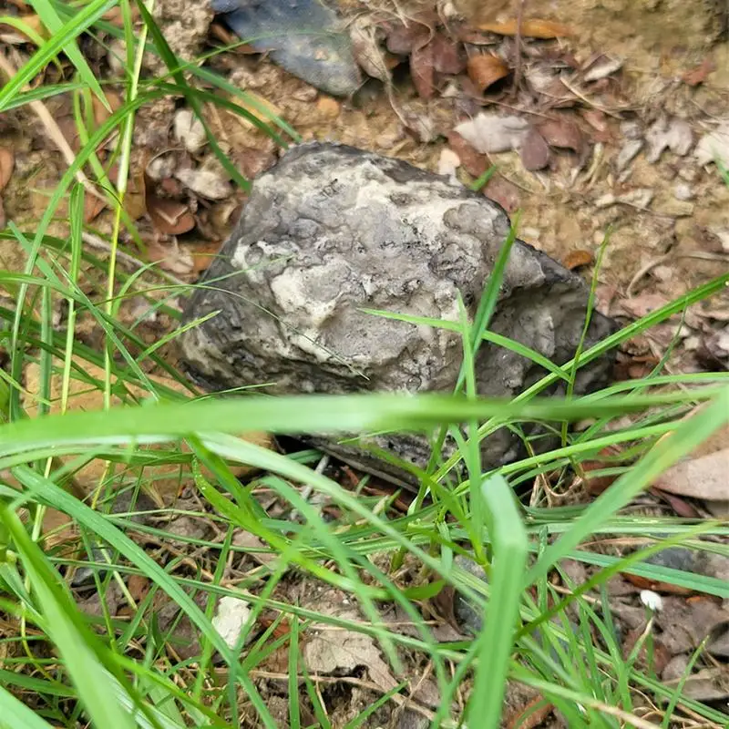 Cache-clés décoratif en résine réaliste, cache-clé de rechange, cache-clé extérieur, clé de charbon de jardin sûre, degré météo