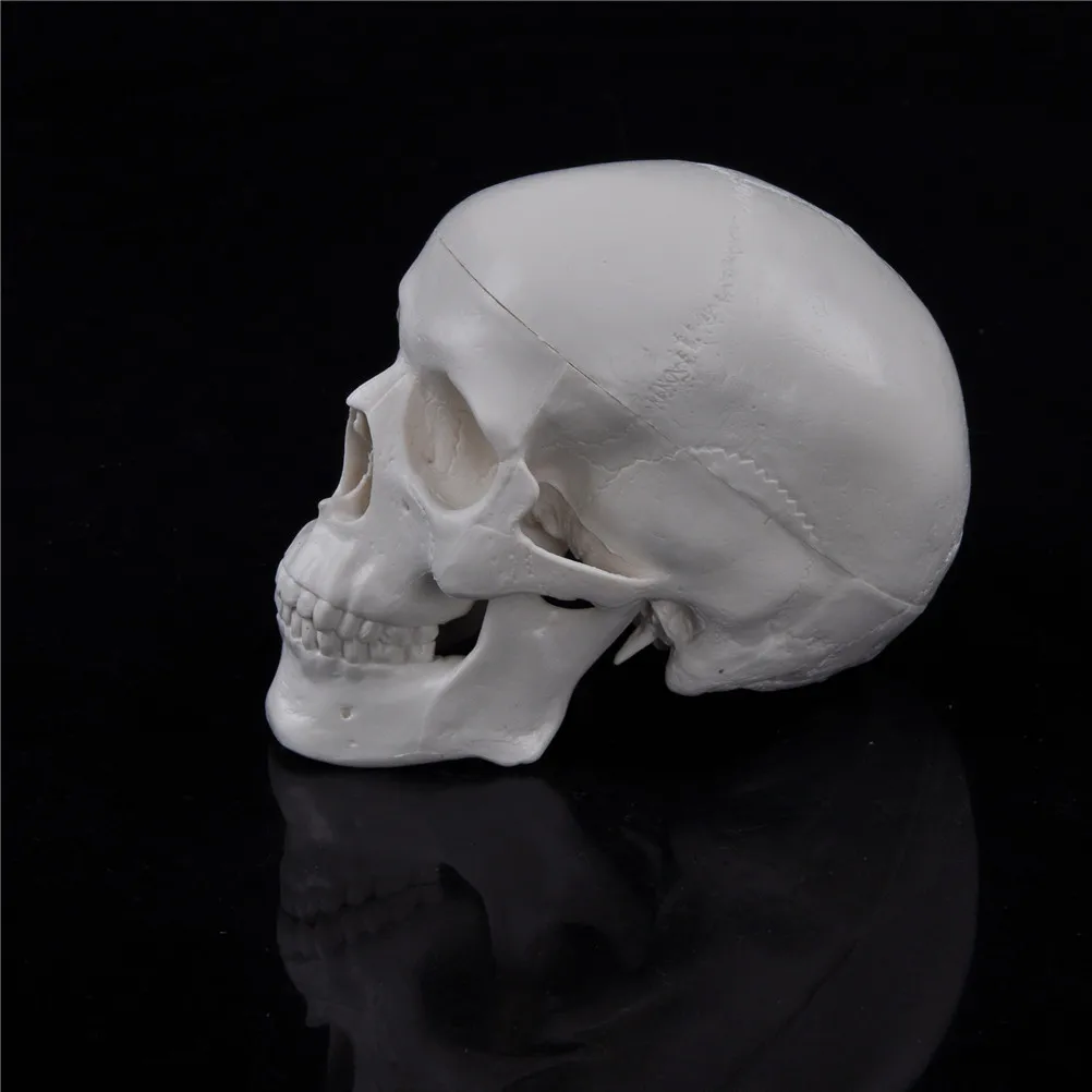 Insegnamento Mini Skull testa di anatomia anatomica umana modello medico conveniente
