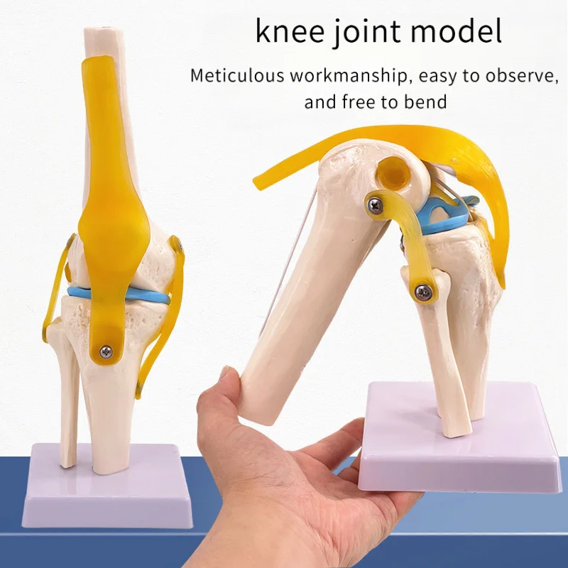 1:1 Life-Size Human Knee Joint Anatomy Model with Ligaments & Patella, Medical Teaching Aid