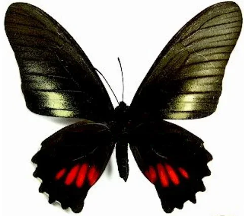 

1 шт. Eurytides Ariarathes Moroho Didius настоящие образцы бабочек без открытых крыльев, энтомолог, любитель насекомых