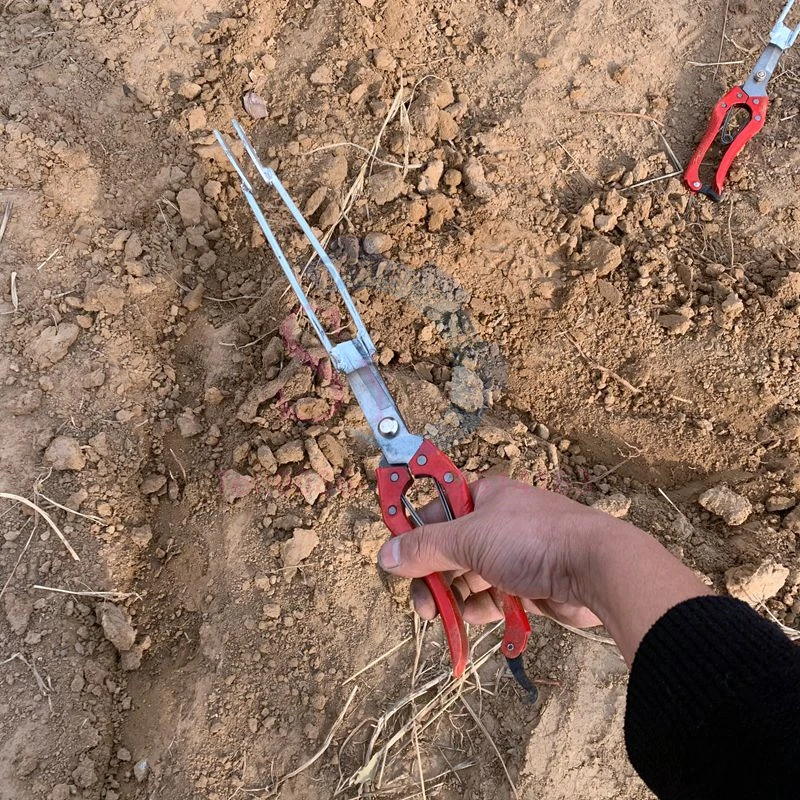 Wholesale Price Simple Profession Planting Sweet Potato Seedling Transplanting Machine Agricultural Manual Seedling Planter Clip