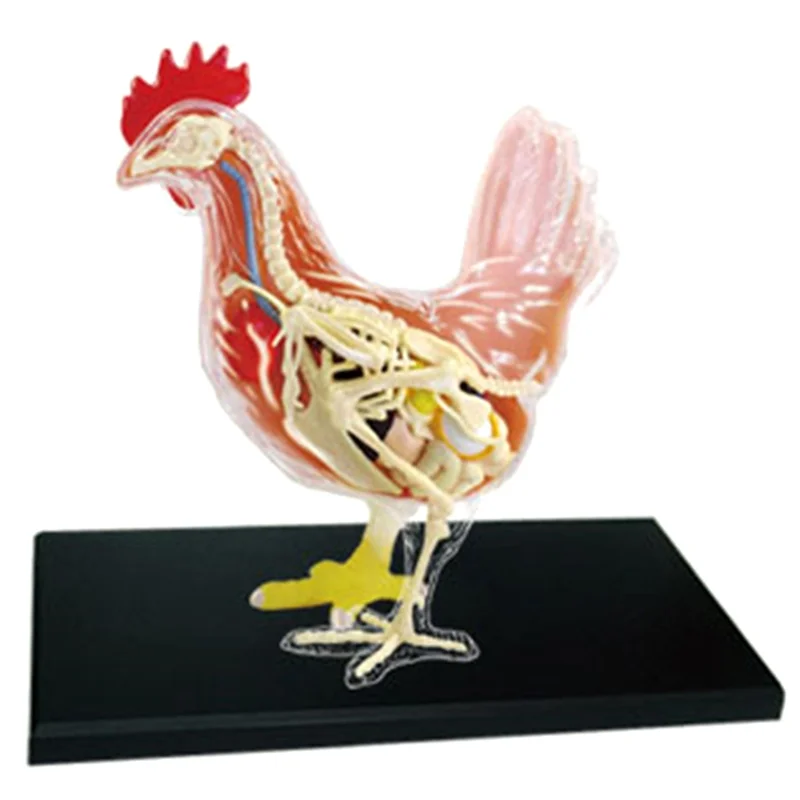 Red and White Chicken 4D Master Puzzle Assembling Toy Animal Biology Organ Anatomical Teaching Model Anatomy