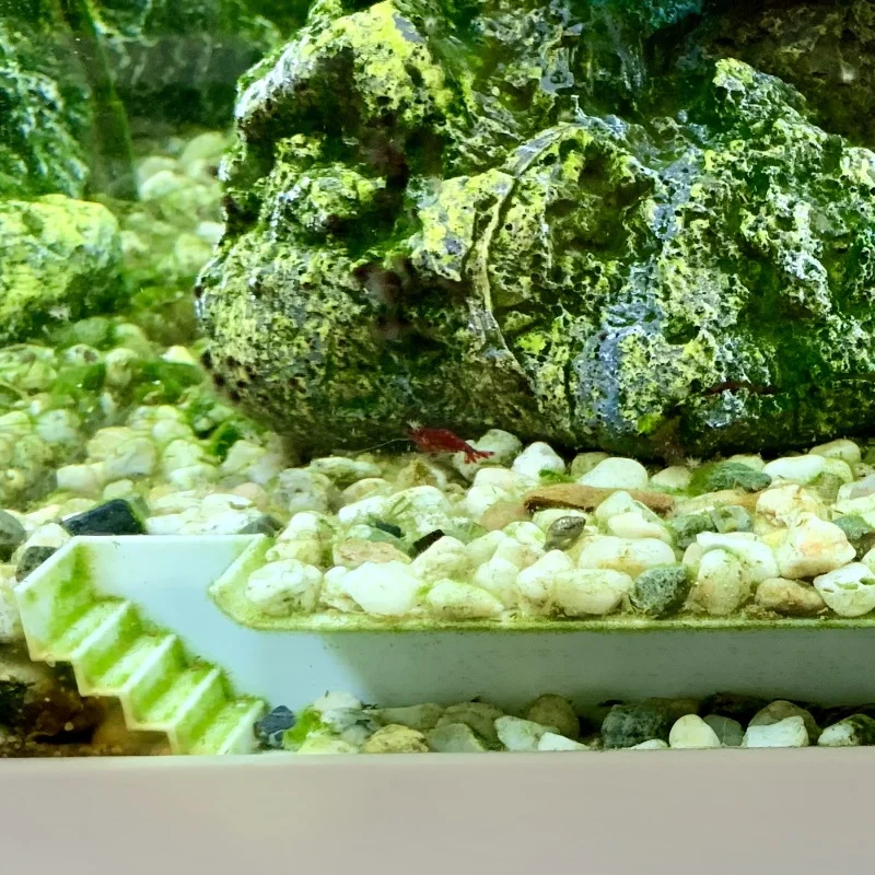 

Small shrimp pipe measuring 20 centimeters in length, home of small fish and shrimp