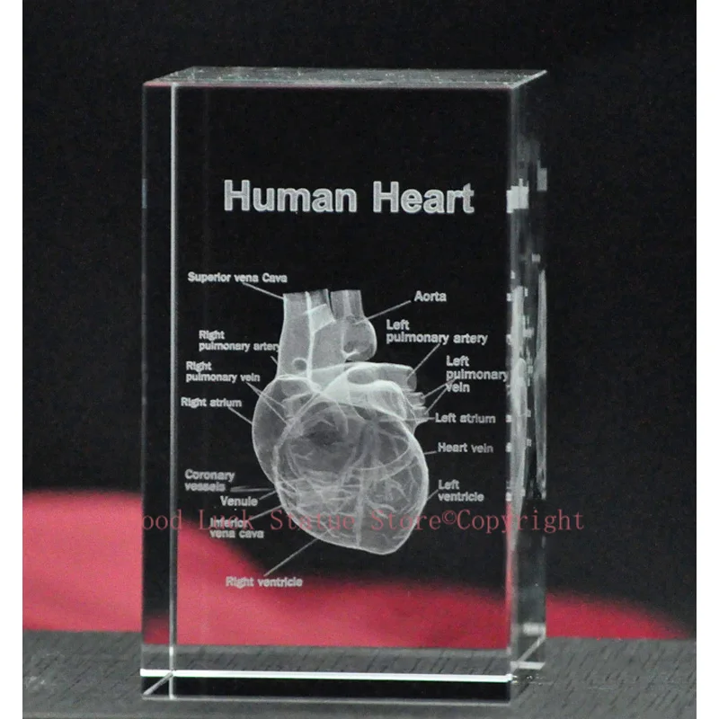 TOP COOL BEST GIFT - Medicine Medical Science Internal medicine Doctor heart Figurine 3D Crystal decorative art statue