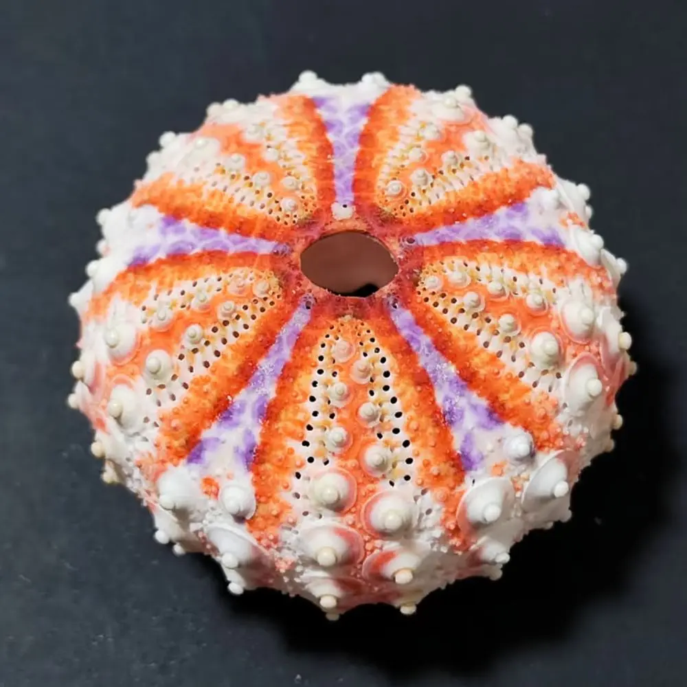 Authentic Sea Urchin Skeleton Nautical Ornament For For Zhuolangge Interior Decoration Tabletop Display Succulent Air Plant Base