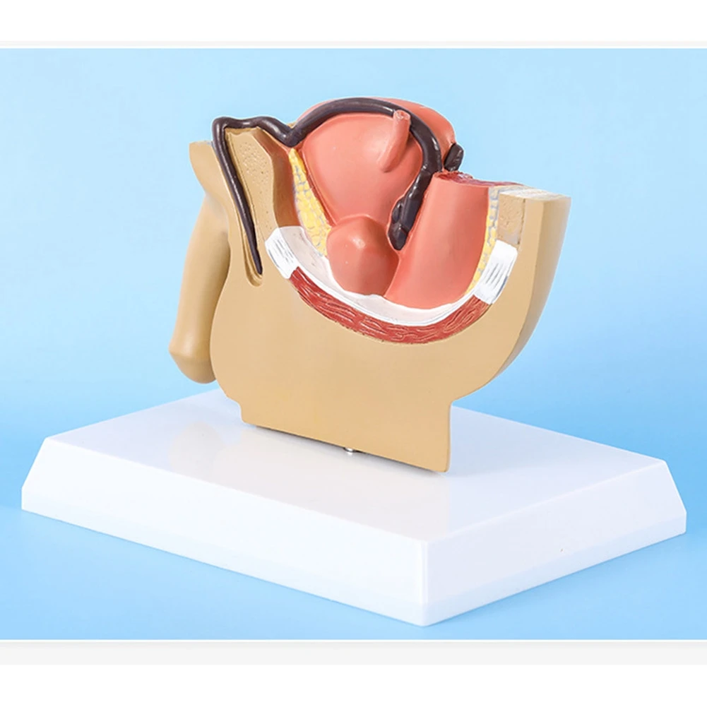 Modèle de système urinaire pelvien masculin, 1: 1, section sagittale, vessie de prostate testiculaire, rectale