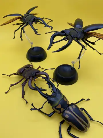 Biological Stag beetle Kuwagata Uang Dynastes Hercules Assembled Action Figure Model Toys Bandai Genuine Gashapon Toys Insect