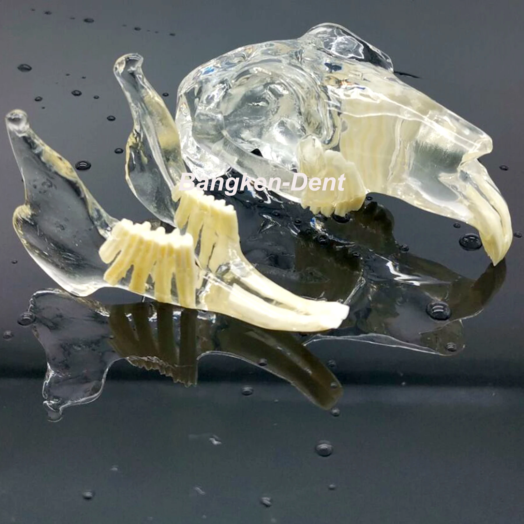 Dental Rabbit Full Head Teeth Model Clear Pet Clinic Anatomical Tooth Jaw Canine Veterinary Education Decoration Demonstrate